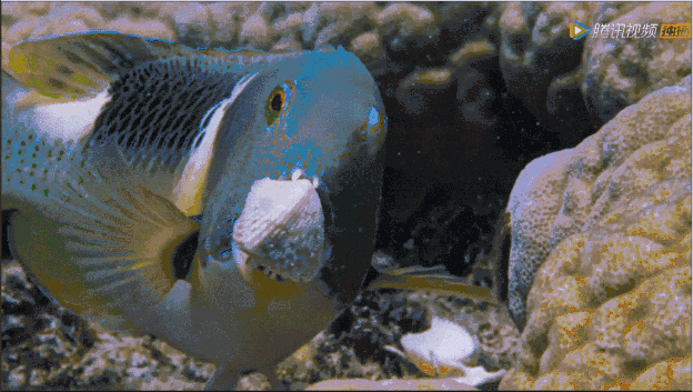高评分的纪录片有哪些(6部接近满分的纪录片推荐)