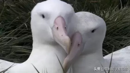 高评分的纪录片有哪些(6部接近满分的纪录片推荐)