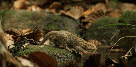 高评分的纪录片有哪些(6部接近满分的纪录片推荐)