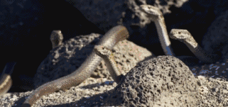 高评分的纪录片有哪些(6部接近满分的纪录片推荐)