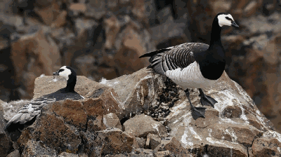 高评分的纪录片有哪些(6部接近满分的纪录片推荐)