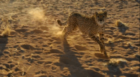 高评分的纪录片有哪些(6部接近满分的纪录片推荐)