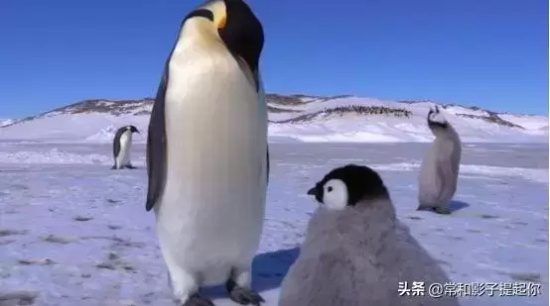 高评分的纪录片有哪些(6部接近满分的纪录片推荐)