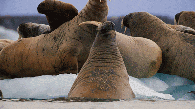 高评分的纪录片有哪些(6部接近满分的纪录片推荐)