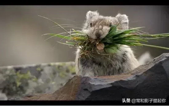 高评分的纪录片有哪些(6部接近满分的纪录片推荐)