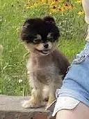 杨天真反对任何艺人公开恋情(杨天真否认签孙一宁)(36)