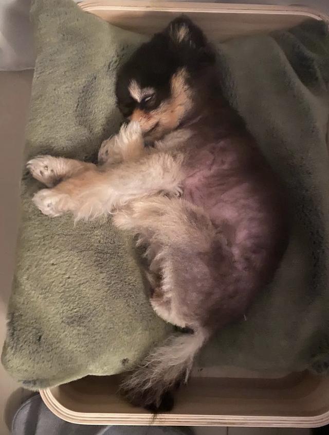 杨天真反对任何艺人公开恋情(杨天真否认签孙一宁)(37)