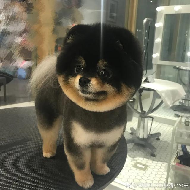 杨天真反对任何艺人公开恋情(杨天真否认签孙一宁)(35)