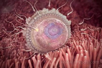 「惊」怀孕1一40周真人过程图