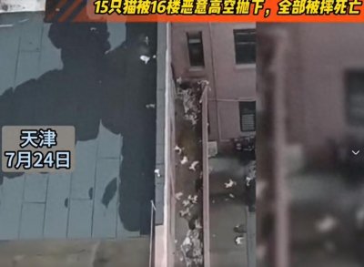 太残忍!15只猫从16楼恶意高空抛下,全部被摔死亡!