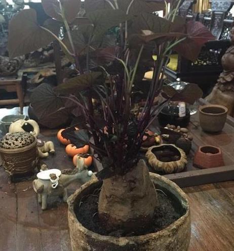 参观郭德纲的豪宅,家里有6米长的书柜,占据整面墙非常霸气