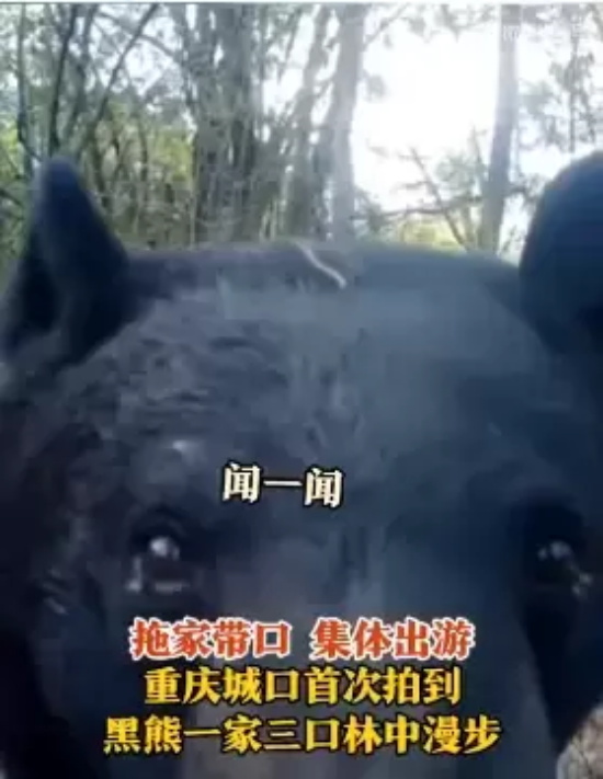 重庆首次拍摄到亚洲黑熊一家三口的珍贵画面,面对镜头还“打了招呼”