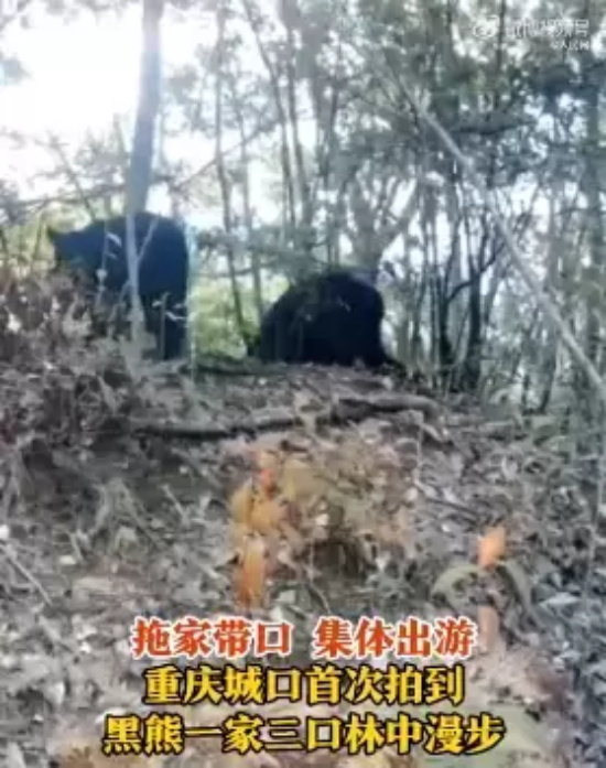 重庆首次拍摄到亚洲黑熊一家三口的珍贵画面,面对镜头还“打了招呼”