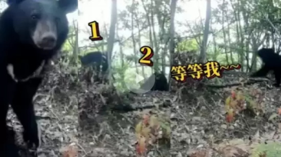 重庆首次拍摄到亚洲黑熊一家三口的珍贵画面,面对镜头还“打了招呼”