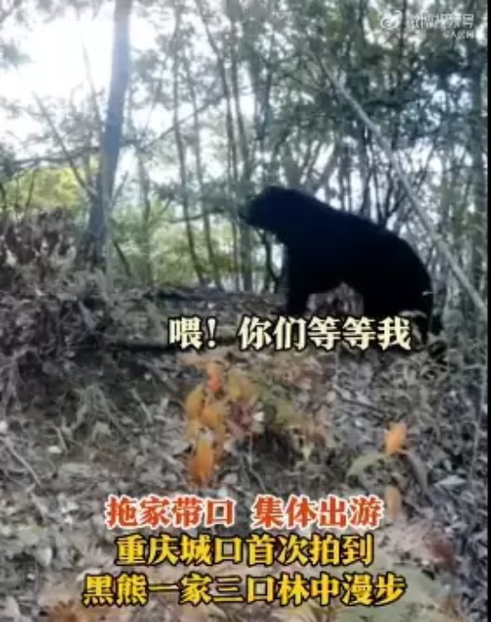 重庆首次拍摄到亚洲黑熊一家三口的珍贵画面,面对镜头还“打了招呼”