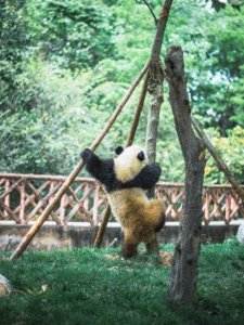 ​大连森林动物园的建园历史及乔迁史