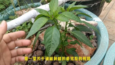 分享辣椒的全套种植方法,想吃辣椒不用买,好玩产量高!