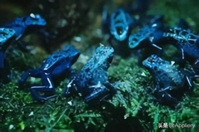 十大致命毒物之一—箭毒蛙