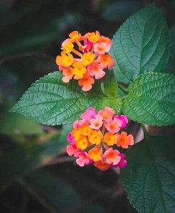 “蛇蝎美人”马缨丹:臭气熏天的花朵,竟是风湿骨痛的神奇解药