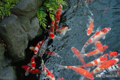 “锦鲤之乡”在哪里?