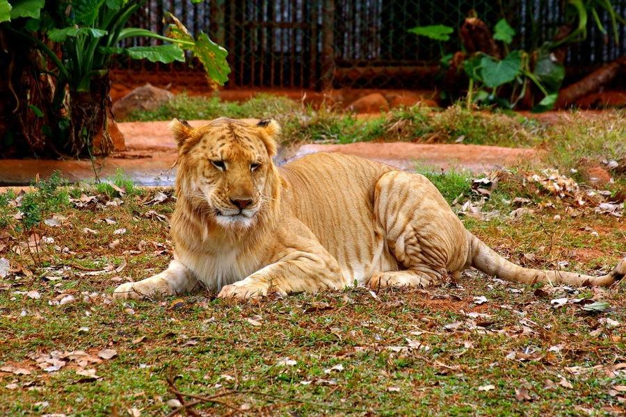 实拍:公狮子和母老虎杂交的后代