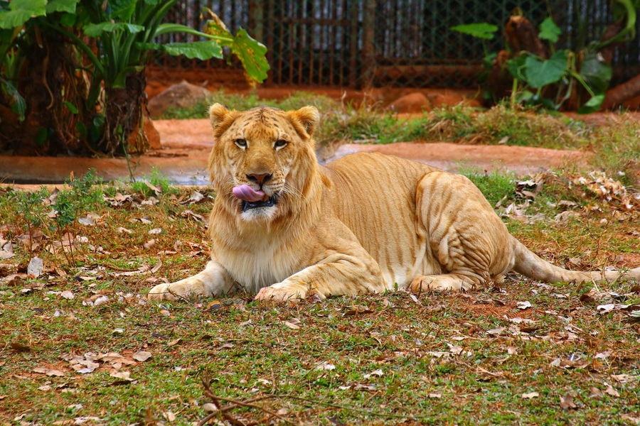 实拍:公狮子和母老虎杂交的后代