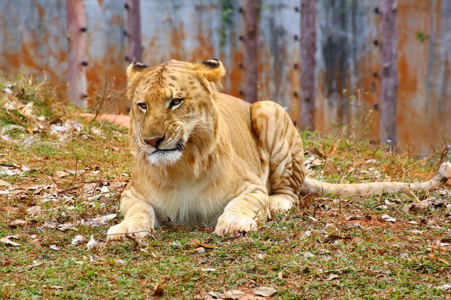 实拍:公狮子和母老虎杂交的后代