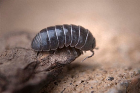 它叫做鼠妇 这名字怎么来的?