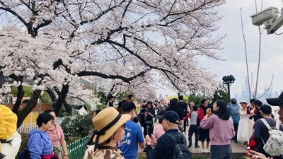 武汉最传奇的老酒店,曾是武汉第一高楼,如今是武汉第三樱花胜地