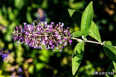 紫花醉鱼草开花紫色