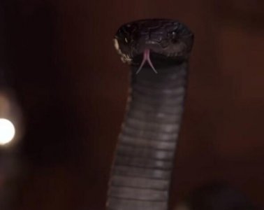 灵蛇爱泰剧蛇是谁