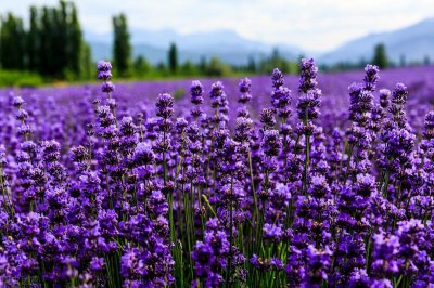 50多种开紫色花朵的植物和种植方法