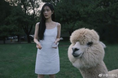 李一桐晒与羊驼合拍照 穿吊带白裙笑容灿烂