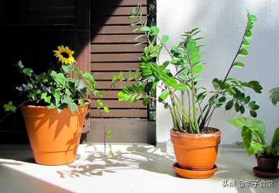 电饭煲版懒人焖饭,做法简单,好吃营养,学会不点外卖了