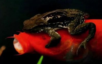 蟾蜍为什么扣鱼眼睛(金蟾抱鲤是怎么回事)