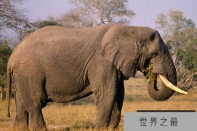 陆地动物10大单挑王:百兽之王老虎仅列第六位