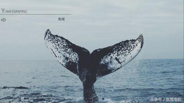 第13届白玉兰奖提名名单(入围第24届白玉兰奖)(1)