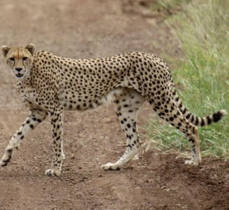 《山海经》之驺吾