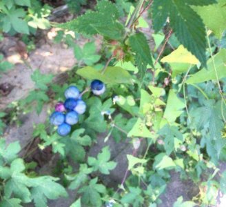 中国乡村特色美食:《杠板归》