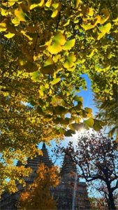 组图 | 蓝天上线,彩叶斑斓!北京各处秋意浓