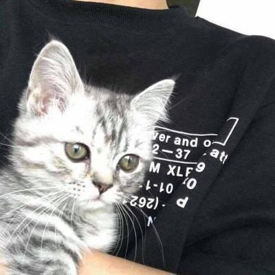 高冷动物微信头像高清可爱小猫咪