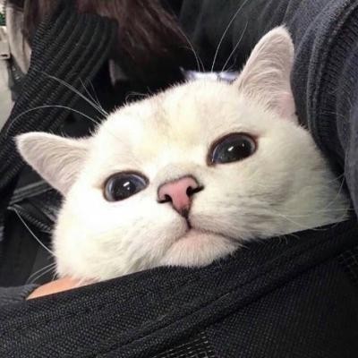 高冷动物微信头像高清可爱小猫咪