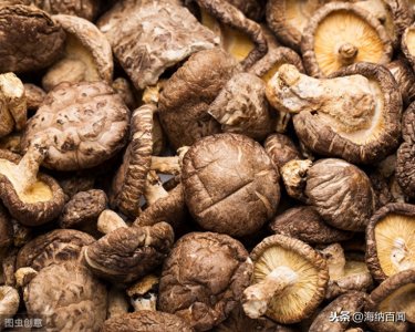 “中国香菇之乡”在哪里?