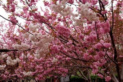 聊城姜堤乐园3月21日恢复开放,医务工作者可免费入园