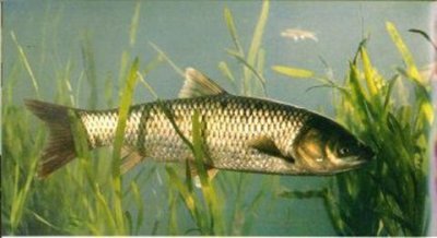 四种钓草鱼的常见饵料