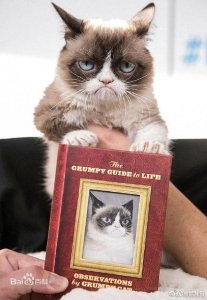 ​表情包不爽猫去世网友：喵去陪老爷子了……