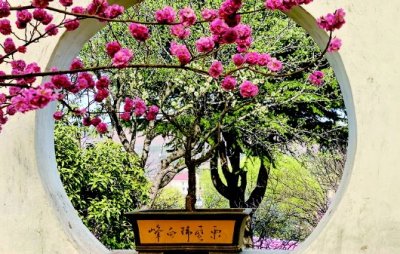 青岛十梅庵梅园3月25日开园 票价为每人40元