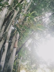 竹子作为岁寒三友之一,那它有什么精神品质值得我们去学习呢?