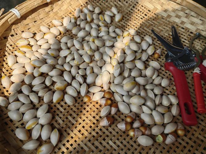 银杏果能吃吗(具有毒性)