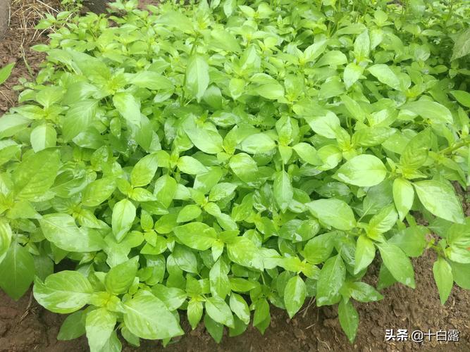 荆芥怎么种(荆芥的种植方法)